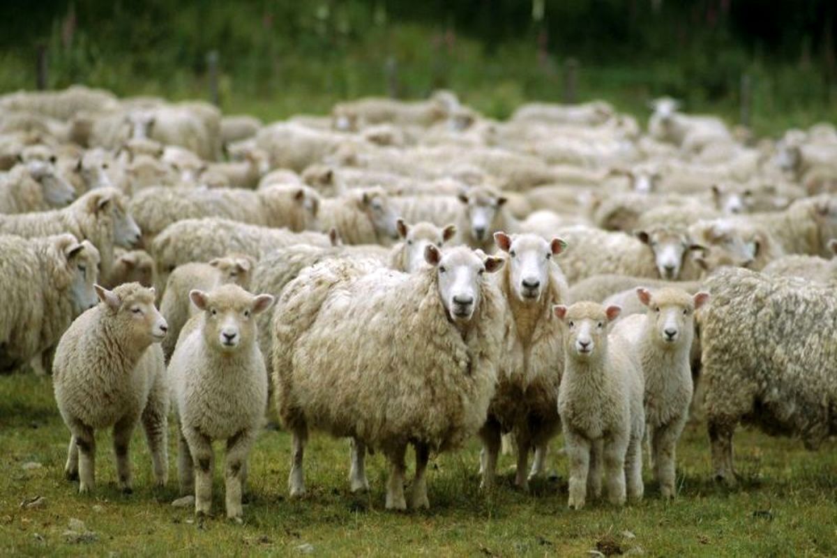 چرا باید برای مقابله با بی‌خوابی گوسفند‌ها را بشماریم؟!