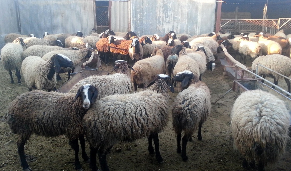عکس عجیب واردات گوسفند از استرالیا در فرودگاه مهرآباد + عکس