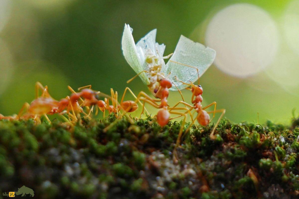 تعداد مورچه‌های جهان مشخص شد؛ چند مورچه در سیاره زمین زندگی می‌کنند؟
