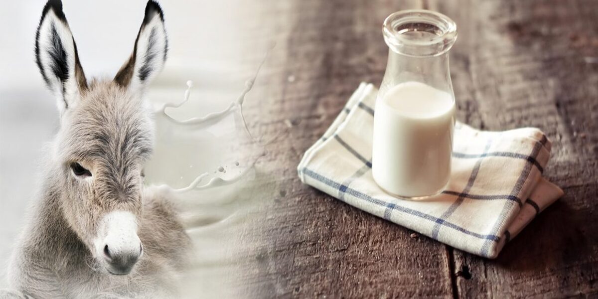 قیمت‌های نجومی شیر الاغ / هر کیلو ۵۰۰ هزار تا ۲ میلیون!