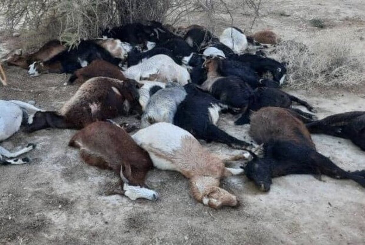 (ویدئو) حادثه عجیب؛ خفه شدن چوپان و ۱۰۰ گوسفند پشت تریلر در اصفهان!