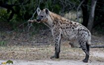 روز جهانی کفتار؛ چرا کفتار روز جهانی دارد؟!