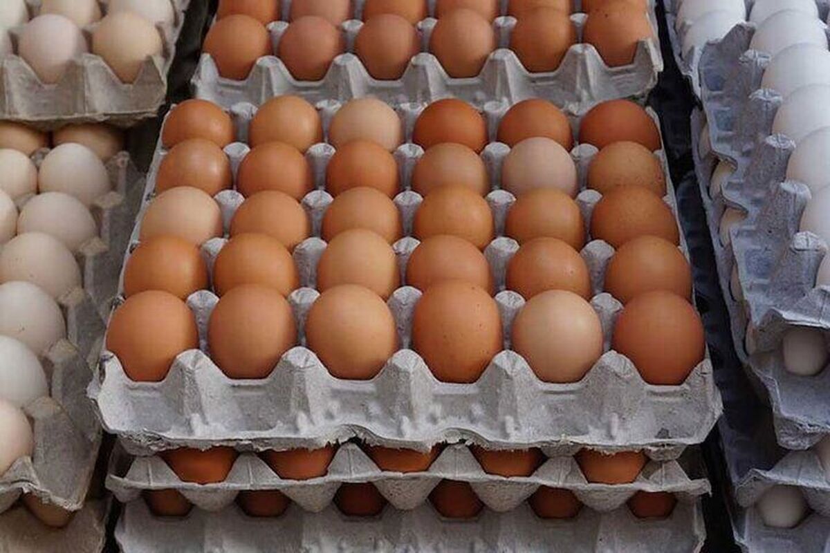 هر شانه تخم مرغ چند؟