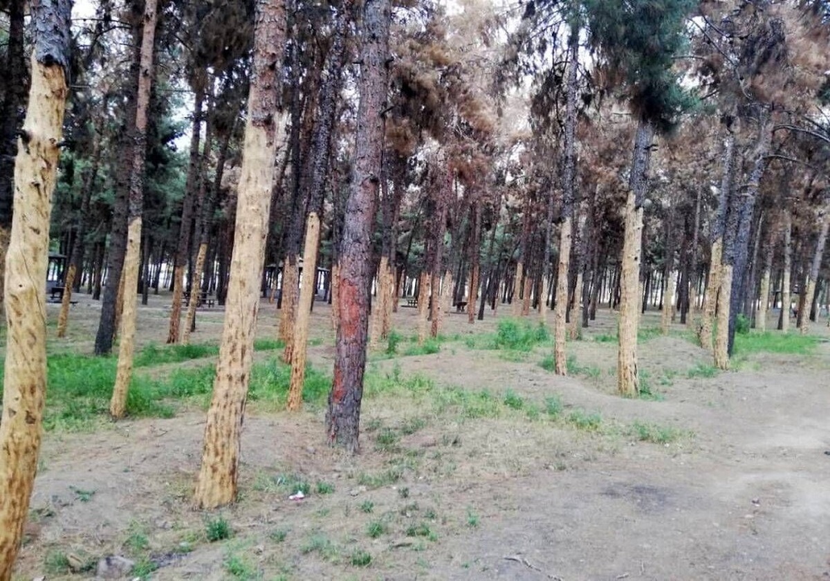 وضعیت ساخت‌وساز‌ها در پارک سرخه‌حصار؛ پوست درختان را کندند