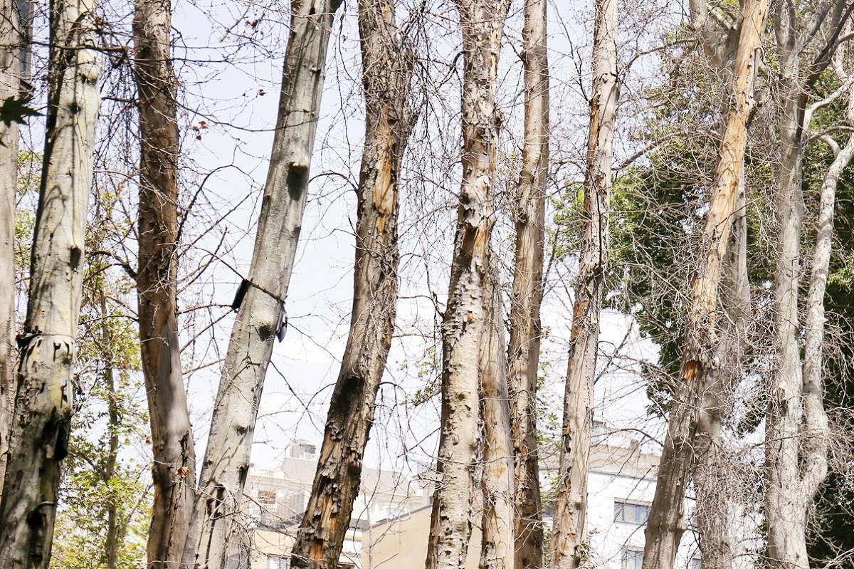 خشکاندن عمدی ۱۶ هزار درخت در تهران!