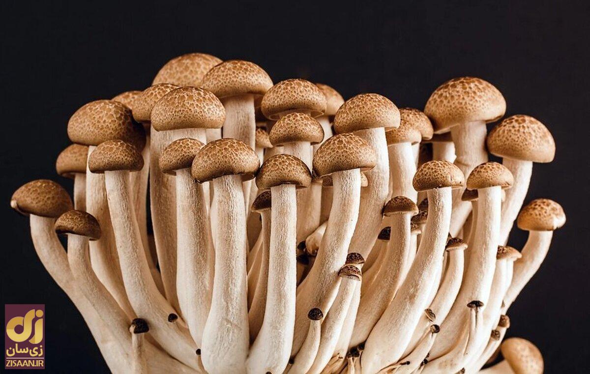 (تصاویر) خواص قارچ برای سلامتی؛ فقط این قارچ‌ها خوراکی هستند!