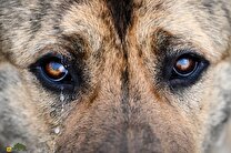 چرا چشم‌های سگ همیشه غمگین است؟
