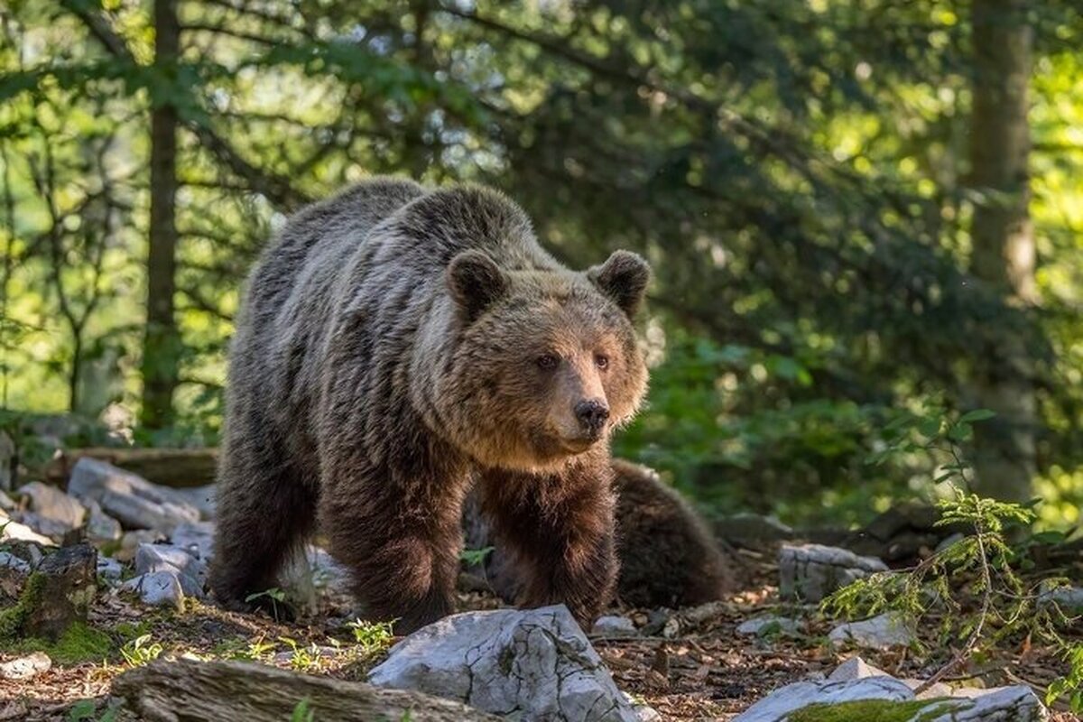 ویدئو| خرس قهوه‌ای در سوادکوه شکار دوربین‌ها شد