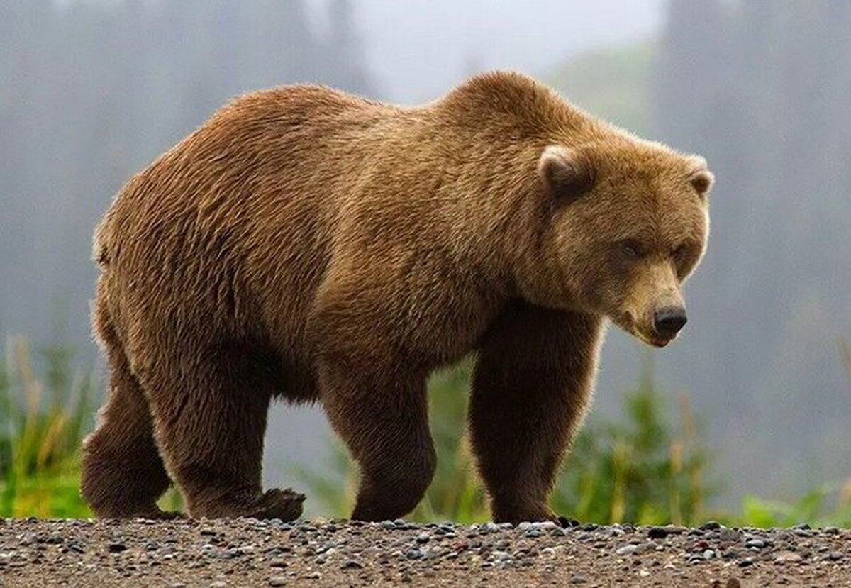 ویدئو| مشاهده خرس قهوه‌ای در جنگل هیرکانی گیلان