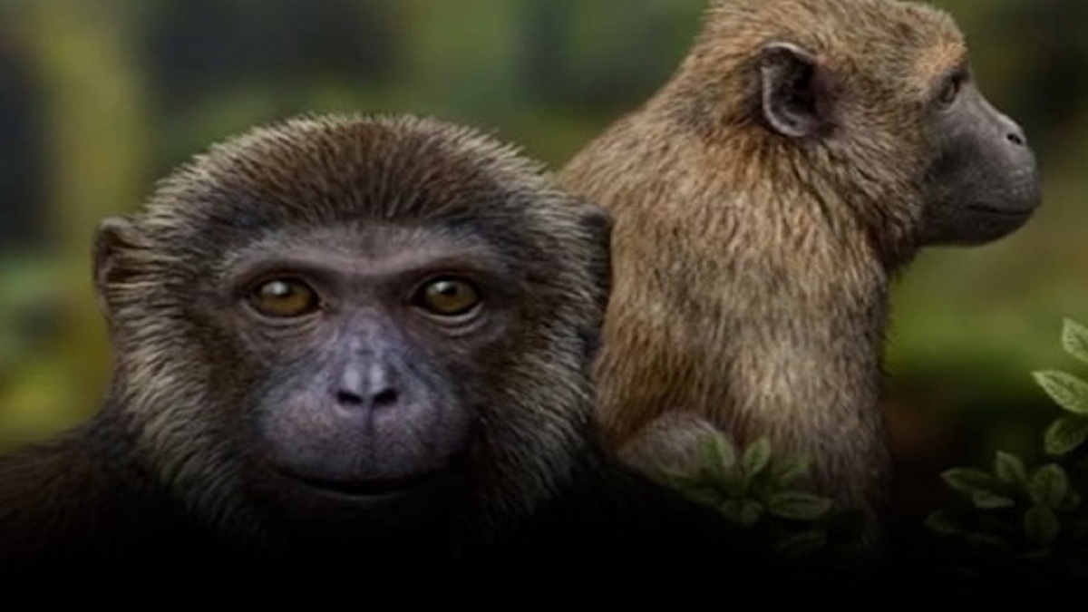 ویدئو| کشف کوچک‌ترین گونه از میمون‌های بزرگ آلمان باستان
