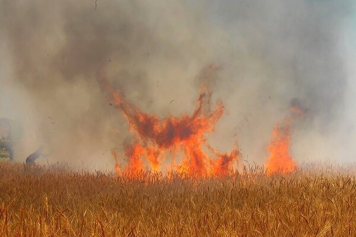 ویدئو| آتش سوزی وسیع در مزارع کشاورزی شهرستان گیلانغرب