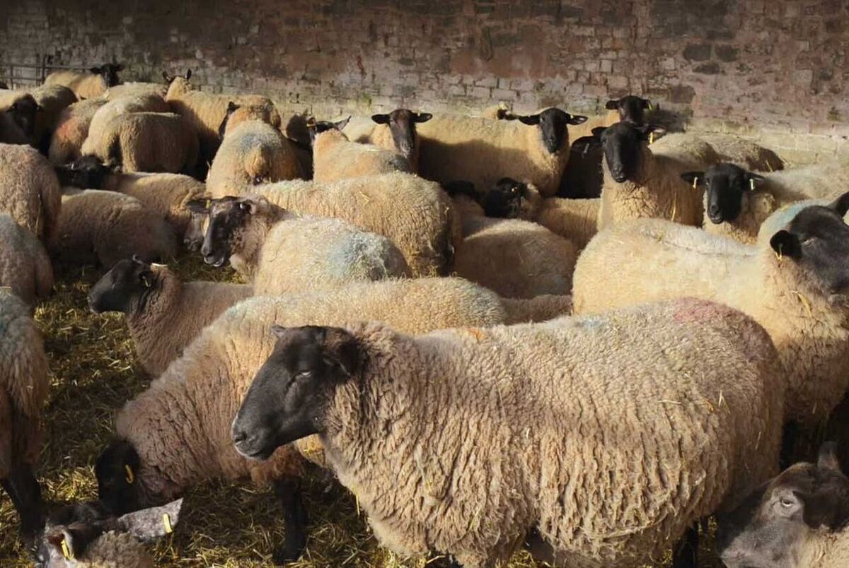 قیمت گوسفند برای عید قربان ۱۴۰۳ اعلام شد + جزئیات
 