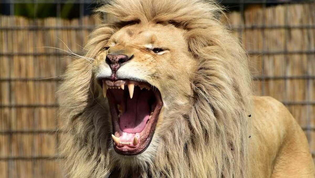 عکس| تصویری هولناک از شیر عصبانی قبل از حمله به عکاس!