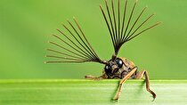 ویدئو| عجیب‌ترین حشرات دنیا با ابعادی باورنکردنی!