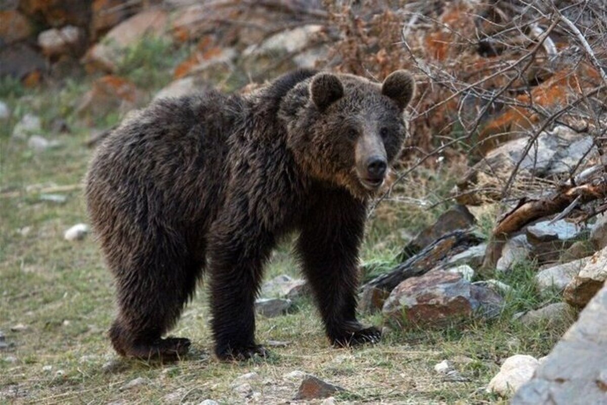 ویدئو| بازی خرس قهوه‌ای در پارک ملی گلستان با توله‌هایش