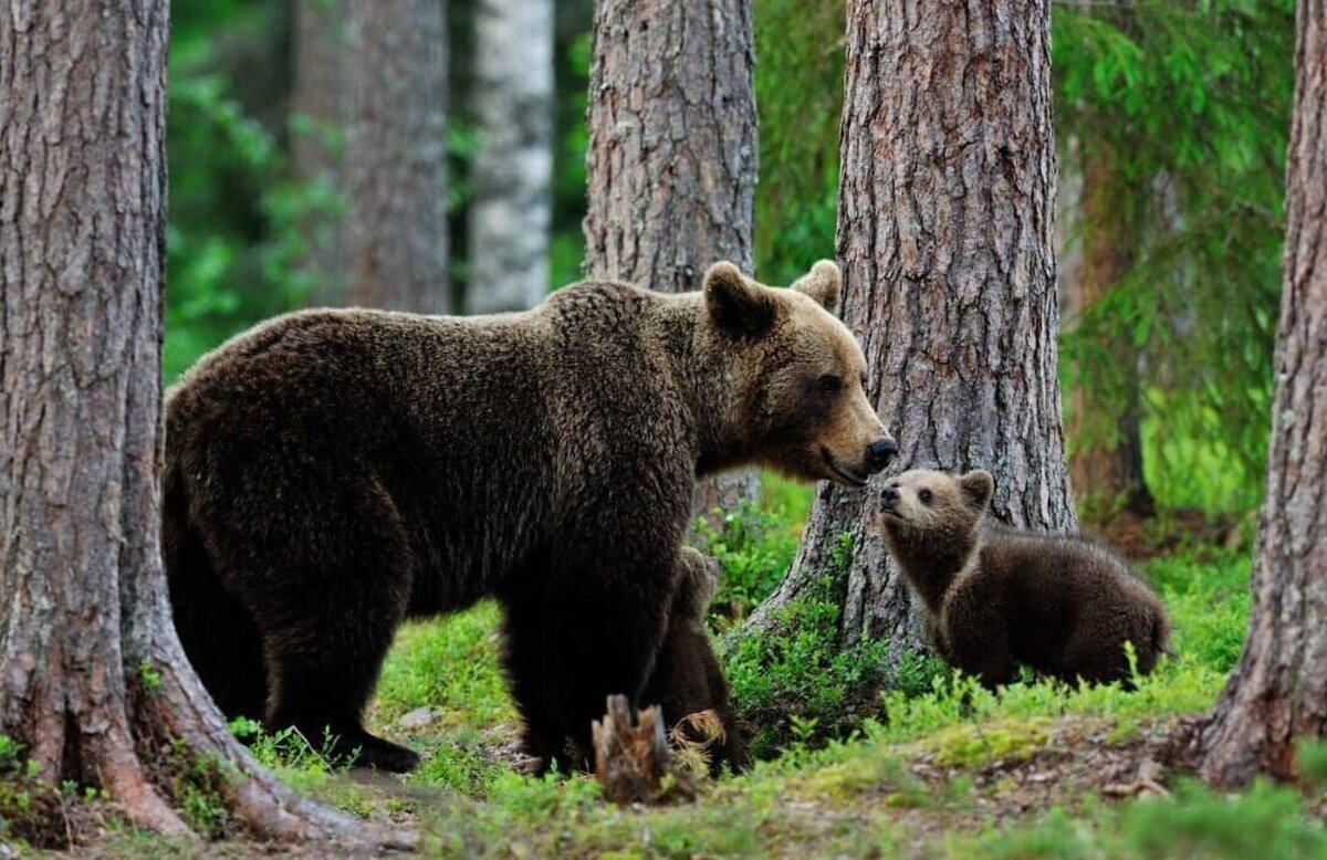 کشتار خرس در ایران برای درد‌های بی درمان؛ روغن خرس ۳ میلیون تومان؟