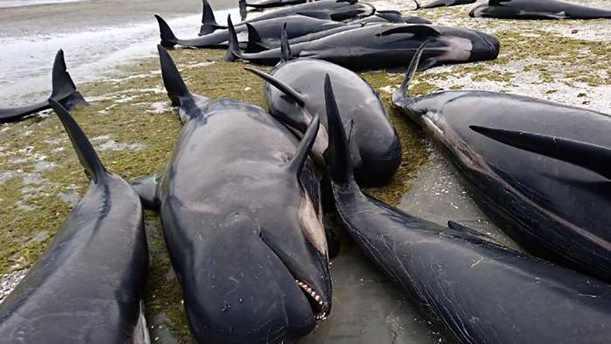 ویدئو | مرگ دسته‌جمعی ده‌ها نهنگ خلبان در سواحل اسکاتلند