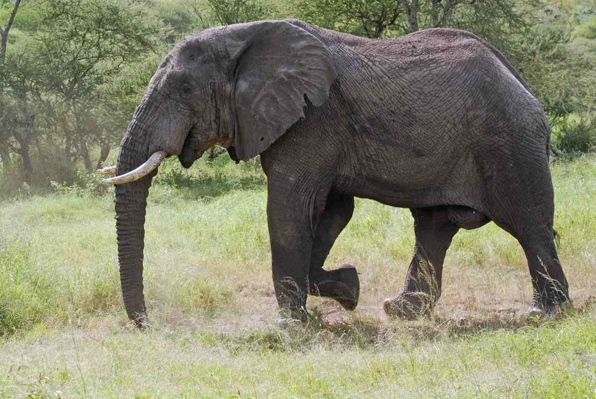 ویدئو (18+) | له کردن و کشتن یک مرد توسط فیل عصبانی