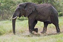 ویدئو (18+) | له کردن و کشتن یک مرد توسط فیل عصبانی