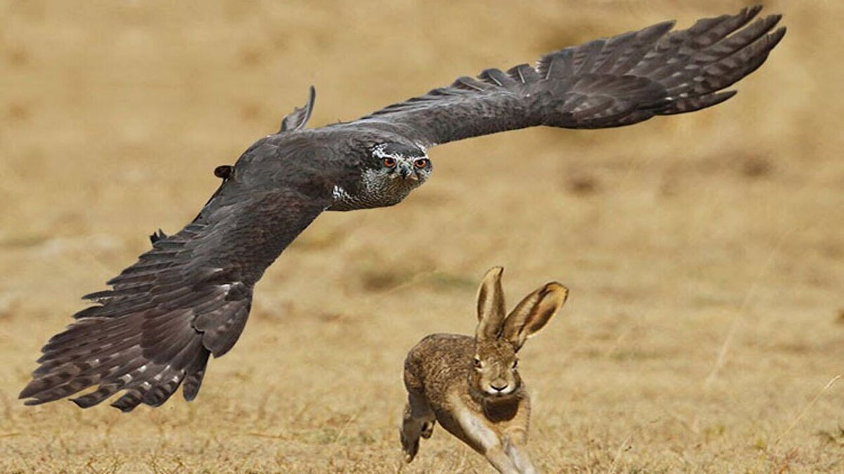 ویدئو| تصاویری حیرت‌انگیز از لحظه حمله عقاب به سمت خرگوش