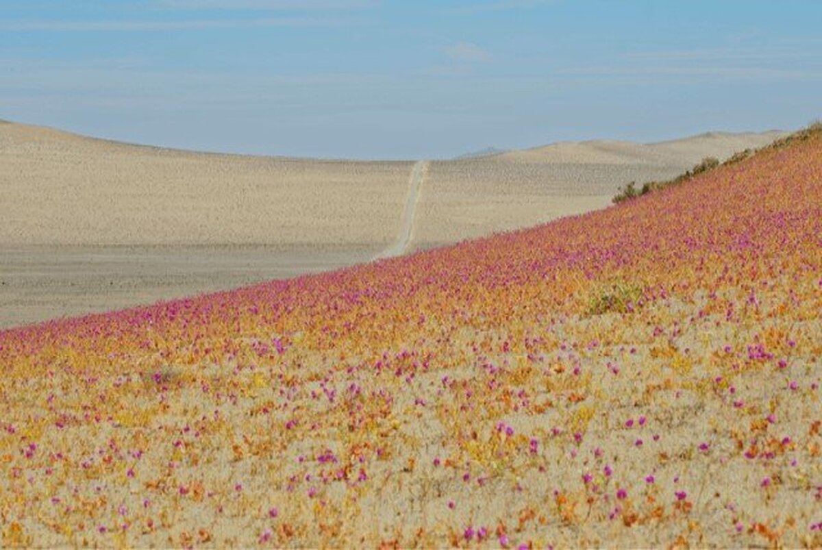 خشک‌ترین صحرای دنیا پر از گل شد