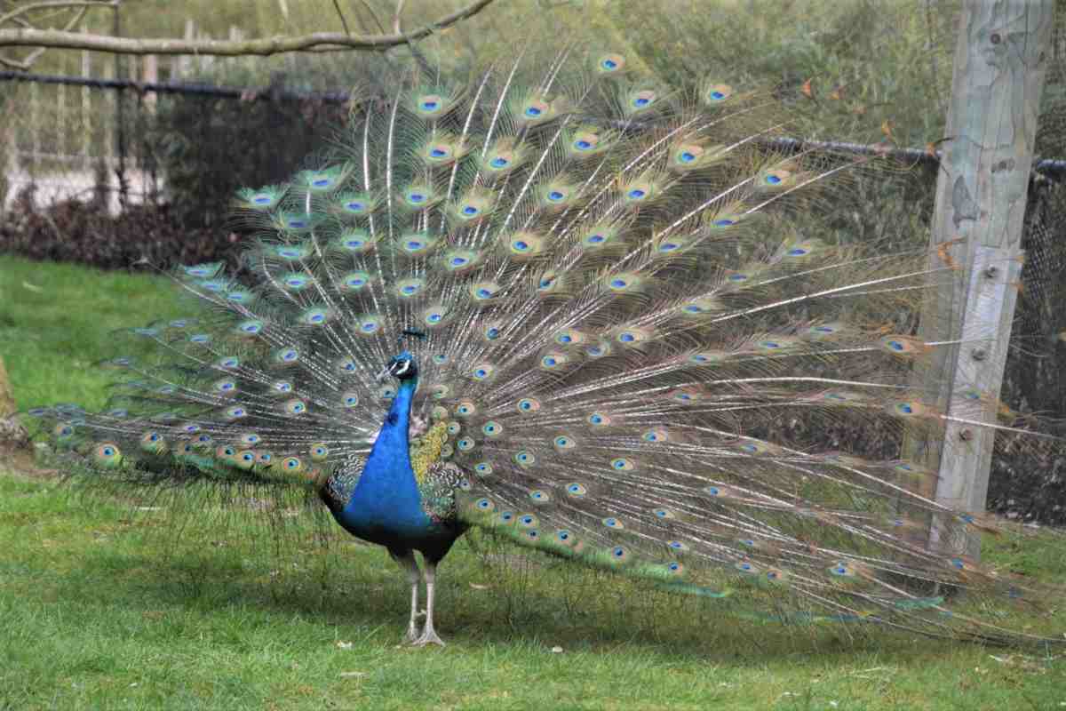 ویدئو| دیده شدن طاووس در کاشان