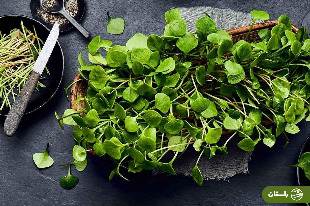خواص سبزی خرفه این علف هرز، اما شگفت‌انگیز را می‌دانید؟ | با مغذی‌ترین سبزی جهان آشنا شوید