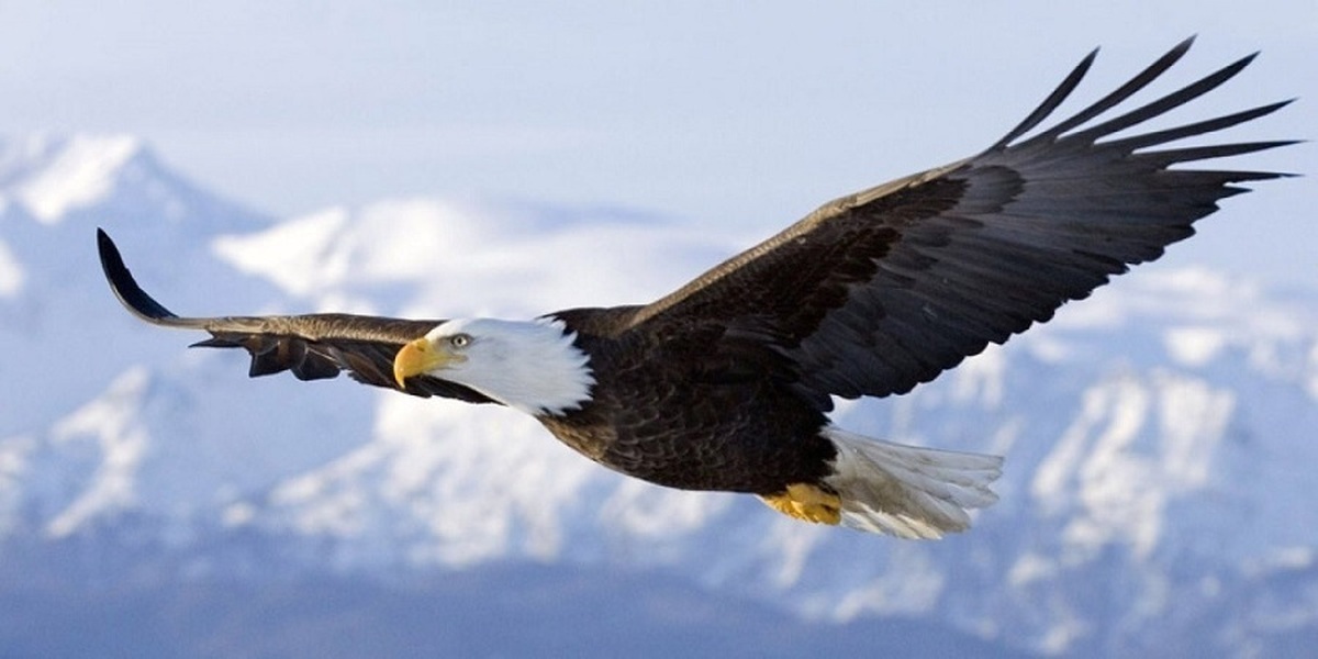 عکس | تصویری پربیننده و جذاب از پنجه‌های یک عقاب