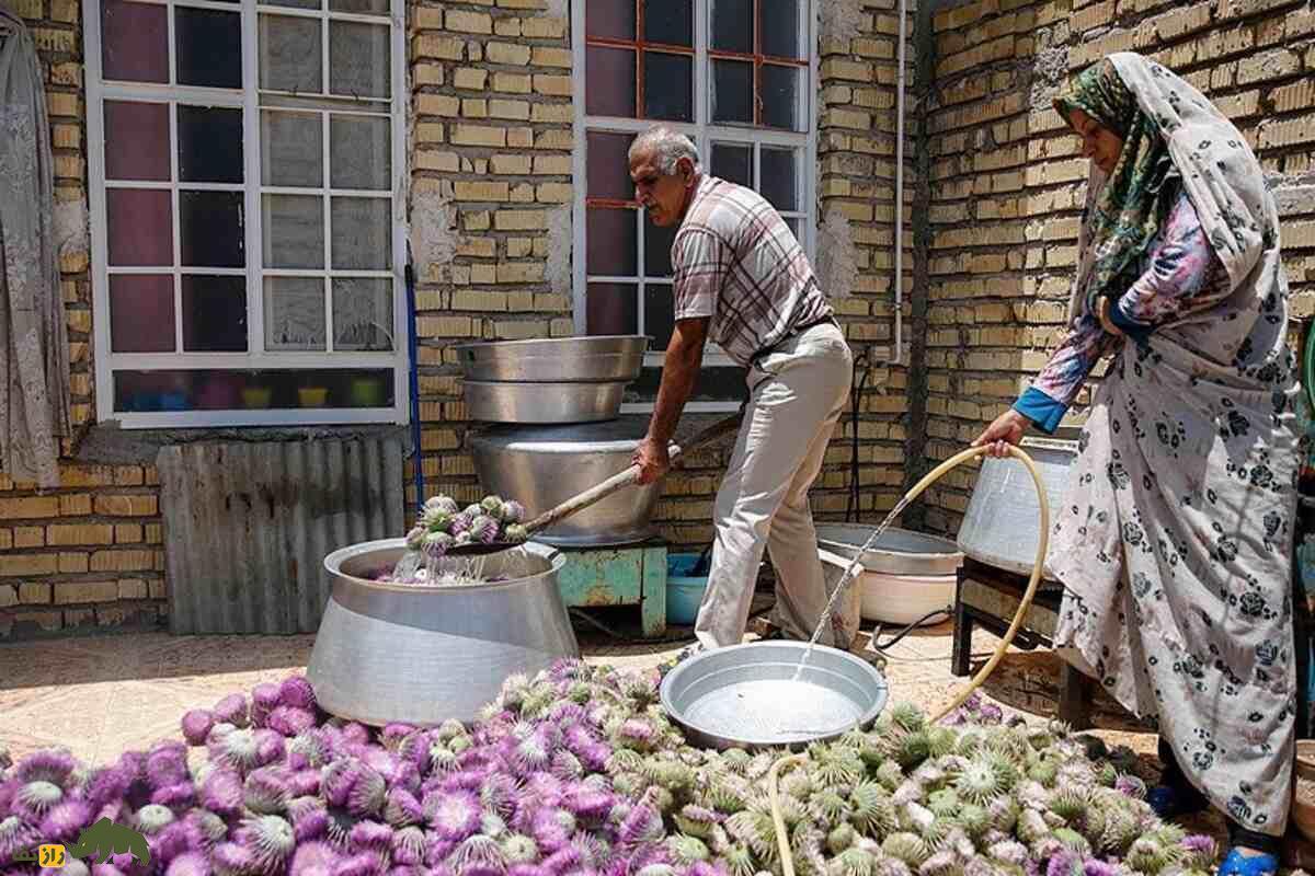 خار پیرزن یا خارکلو؛ گیاه ارزشمند ایران که خارمریم نیست و کاشت آن درآمد بالایی دارد