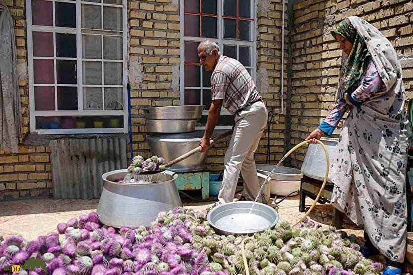 خار پیرزن یا خارکلو؛ گیاه ارزشمند ایران که خارمریم نیست و کاشت آن درآمد بالایی دارد