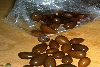 الوک یا بادام کوهی؛ متفاوت‌ترین آجیل ایران که رایگان است و در افزایش میل جنسی و پروستات معجزه می‌کند!