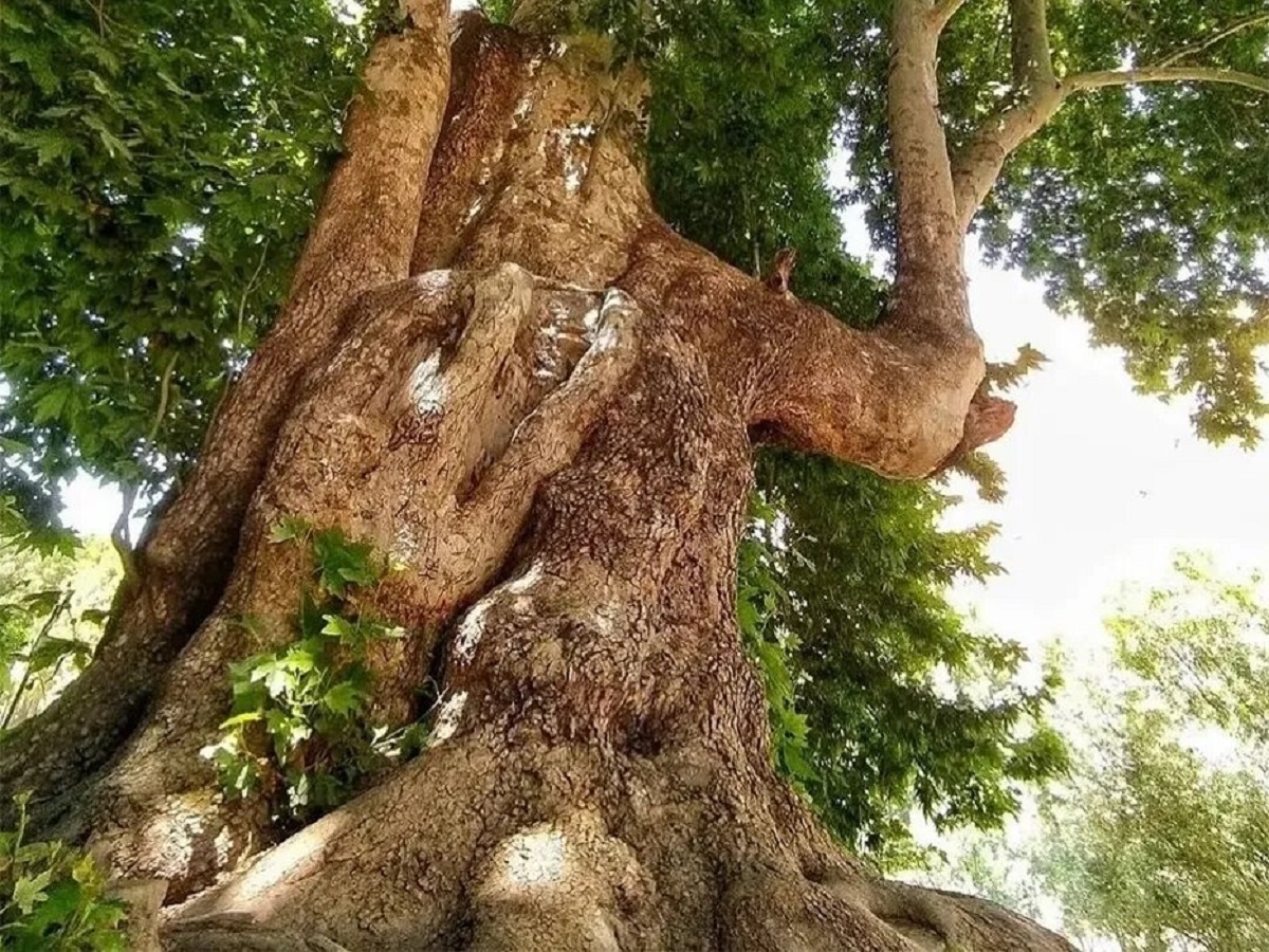 درخت شیرین و فرهاد ۶۰۲ ساله شد